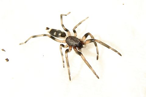 White-tailed spider- Genus :Lampona Many species and difficult to identify. This one is from South Australia (Encounter Bay )  Australia,Eamw spiders,Fall,Geotagged