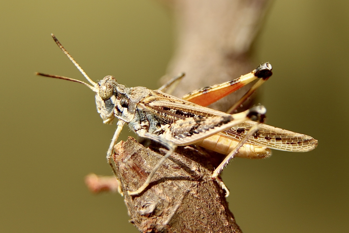 Short-horned grasshopper- Family -Acrididae Found in coastal sand dunes. Only about 25 mm long Australia,Eamw grasshoppers,Fall,Geotagged