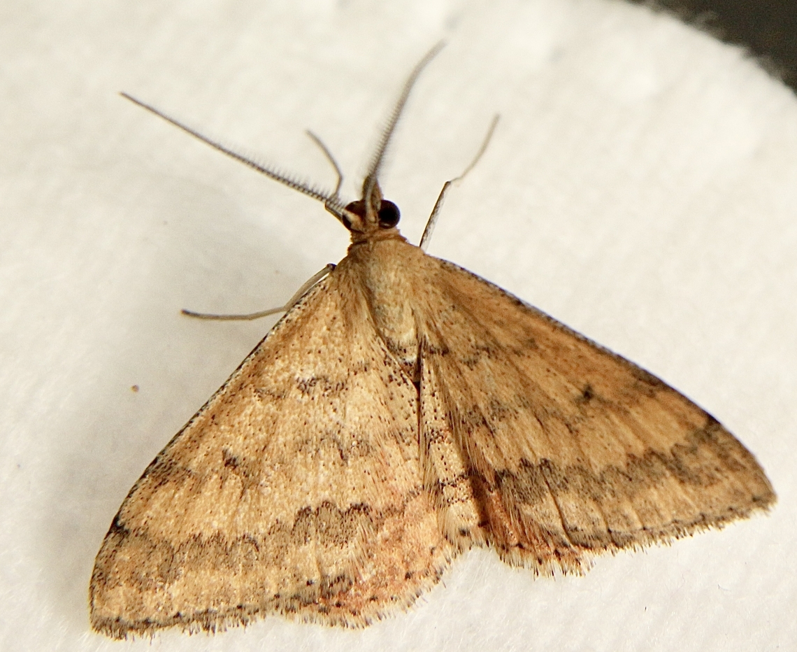 Plantain moth - Scopula rubraria  Australia,Eamw moth,Encounter Bay SA,Fall,Geotagged,Scopula ew,Scopula rubraria