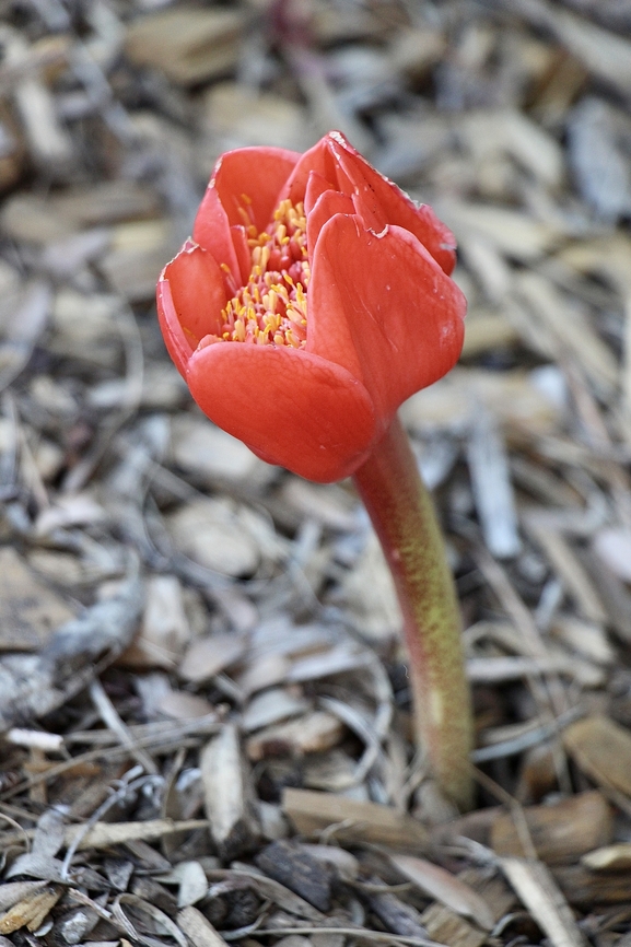 Genus - Haemanthus Haemanthus is a Southern African genus of flowering plants in the family Amaryllidaceae, subfamily Amaryllidoideae. Members of the genus are known as blood lily and paintbrush lily.Wikipedia<br />
<br />
Found in private garden. Australia,Eamw flora,Fall,Geotagged