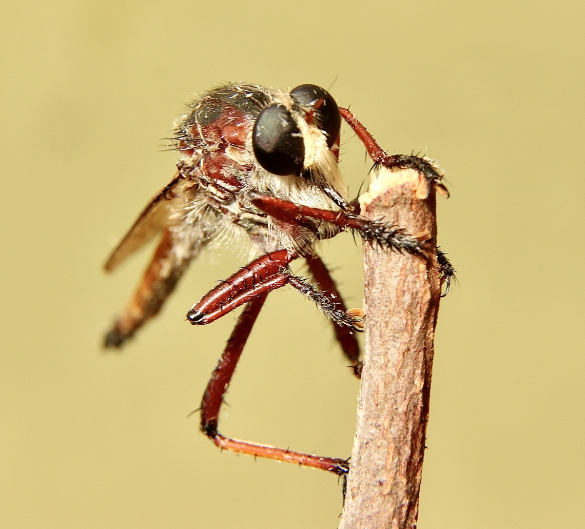 Robber fly : - Colepia rufiventris Almost 30 mm in size. Australia,Colepia rufiventris,Eamw robber flies,Fall,Geotagged