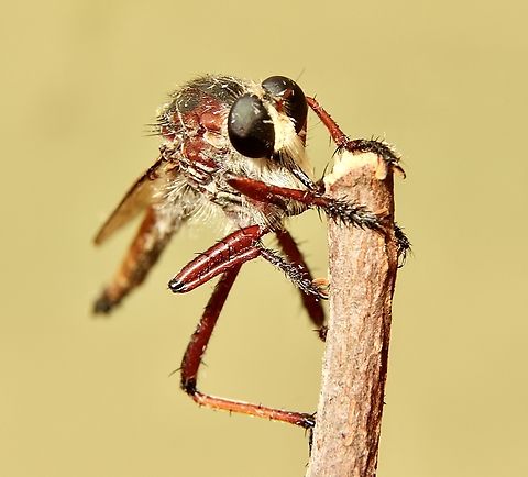 Robber fly : - Colepia rufiventris Almost 30 mm in size. Australia,Colepia rufiventris,Eamw robber flies,Fall,Geotagged