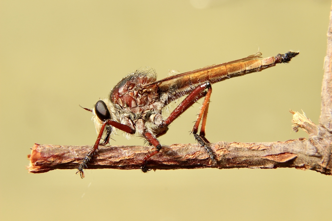 Robber fly: Colepia rufiventris  Australia,Colepia rufiventris,Eamw robber flies,Fall,Geotagged