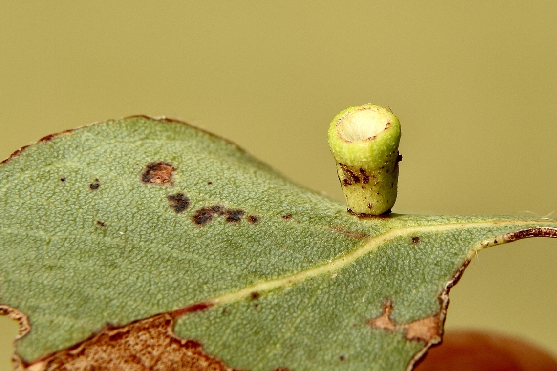 Bishop’s head gum tree gall - Apiomorpha pileata  Apiomorpha pileata,Australia,Bishop's Head Gumtree Gall,Eamw galls,Fall,Geotagged