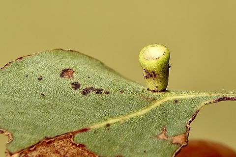 Bishop’s head gum tree gall - Apiomorpha pileata  Apiomorpha pileata,Australia,Bishop's Head Gumtree Gall,Eamw galls,Fall,Geotagged