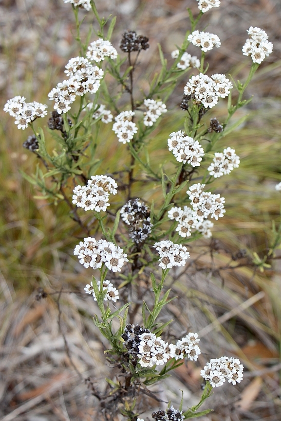 Mountain Daisy - Ixodia achillaeoides Not many flowers in southern Australian autumn, so this one stands out straight away. Australia,Eamw flora,Fall,Geotagged,Ixodia  achillaeoides,Mountain Daisy