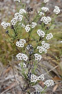 Mountain Daisy - Ixodia achillaeoides Not many flowers in southern Australian autumn, so this one stands out straight away. Australia,Eamw flora,Fall,Geotagged,Ixodia  achillaeoides,Mountain Daisy