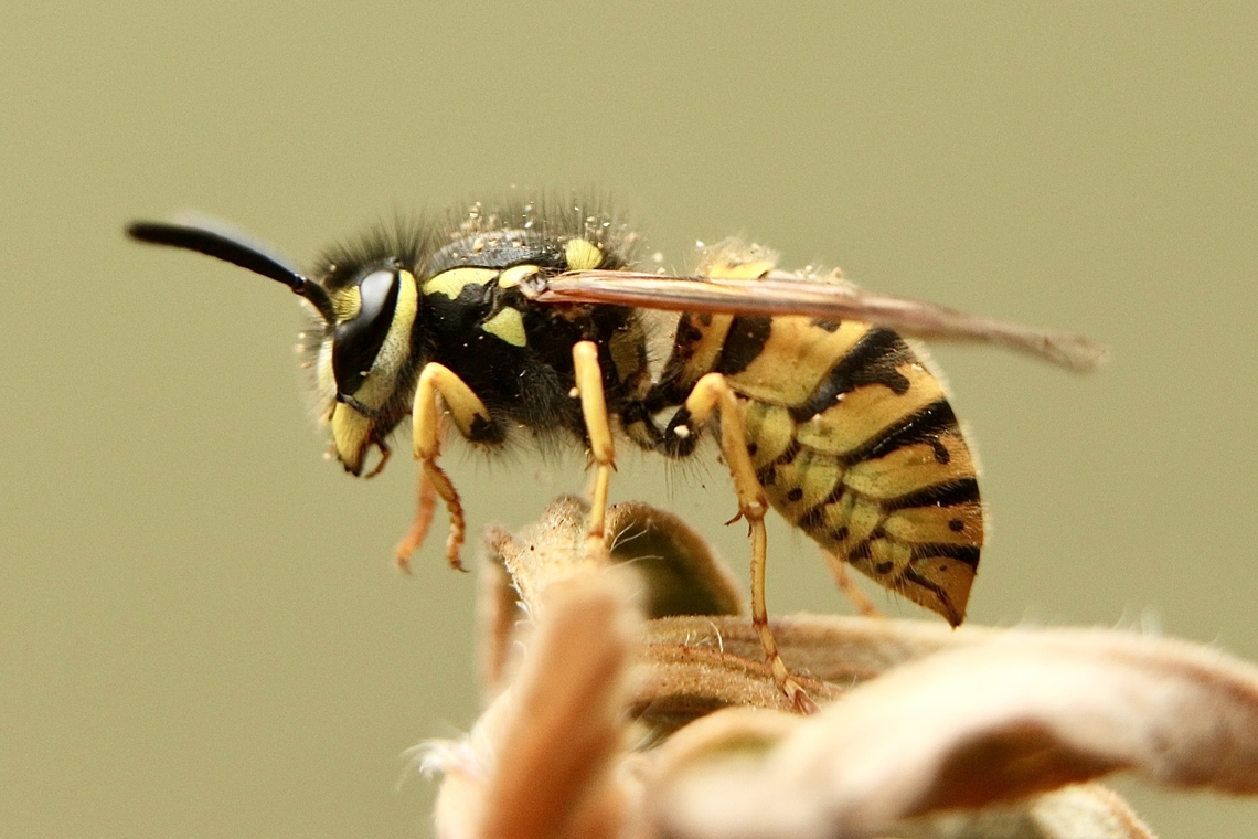 German wasp - Vespula germanica) In Australia it has become a real pest ,especially in the autumn month. Don&rsquo;t drink your soft drink without checking. Australia,Eamw wasps,Fall,Geotagged,German wasp,Vespula germanica