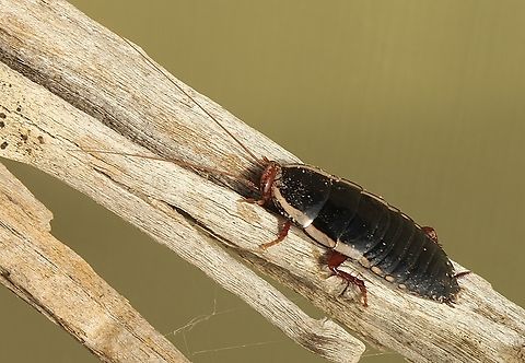 Shining cockroach- Drymaplaneta Found under eucalyptus bark. Australia,Common shining cockroach,Eamw cockroaches,Fall,Geotagged,Mount Billy Conservation Park
