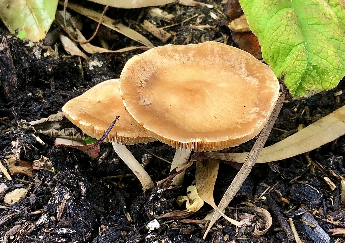 Unidentified fungi species. Growing in bark mulch in residential gardens. Australia,Eamw fungi,Geotagged