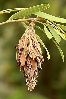 Common leaf casemoth - Hyalarcta huebneri Case constructed from unidentified wattle tree leaves ( Acacia) Australia,Case moth,Eamw case moth,Eamw moth,Fall,Geotagged,Hyalarcta,Hyalarcta huebneri