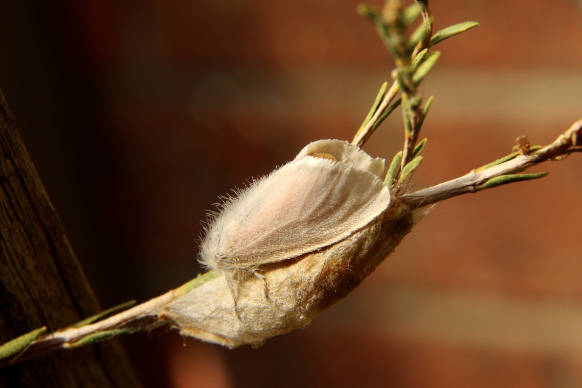 Tussock moth - Acyphas chionitis Resting on its cocoon after emerging. Acyphas chionitis,Eamw moth,Encounter Bay SA