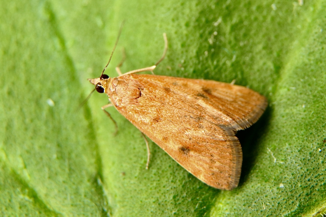 Cotton web spinner - Achyra affinitallis  Achyra affinitalis,Achyra affinitallis,Achyra ew,Australia,Eamw moth,Fall,Geotagged