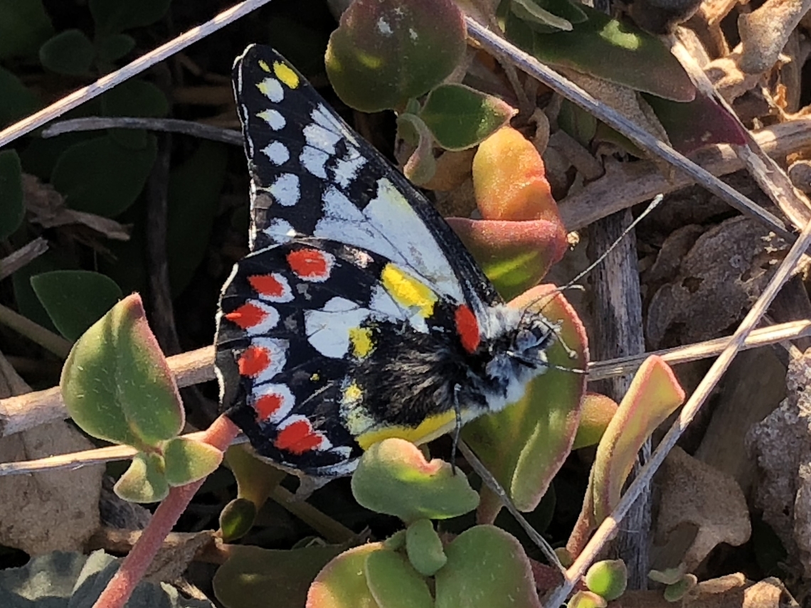 Red-spotted Jezebel - Delias aganippe Usually found in eucalyptus forests ,but this one went to the beach. The caterpillars feed on mistletoe,growing on eucalyptus trees.<br />
Photo taken by iPhone. Australia,Delias aganippe,Eamw butterflies,Geotagged,Red-spotted Jezebel