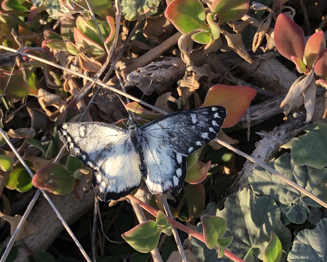 Red-spotted Jezebel - Delias aganippe Upper side of Delias aganippe <br />
Photo taken by iPhone. Australia,Delias aganippe,Eamw butterflies,Geotagged,Red-spotted Jezebel