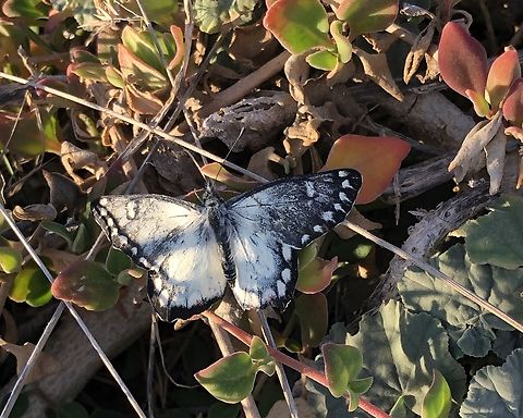Red-spotted Jezebel - Delias aganippe Upper side of Delias aganippe 
Photo taken by iPhone. Australia,Delias aganippe,Eamw butterflies,Geotagged,Red-spotted Jezebel