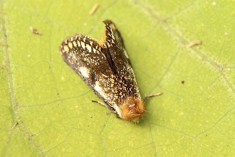 Yellow-spotted epicoma - Epicoma contristis Found along coastal dunes. Australia,Eamw moth,Epicoma,Epicoma contristis,Fall,Geotagged