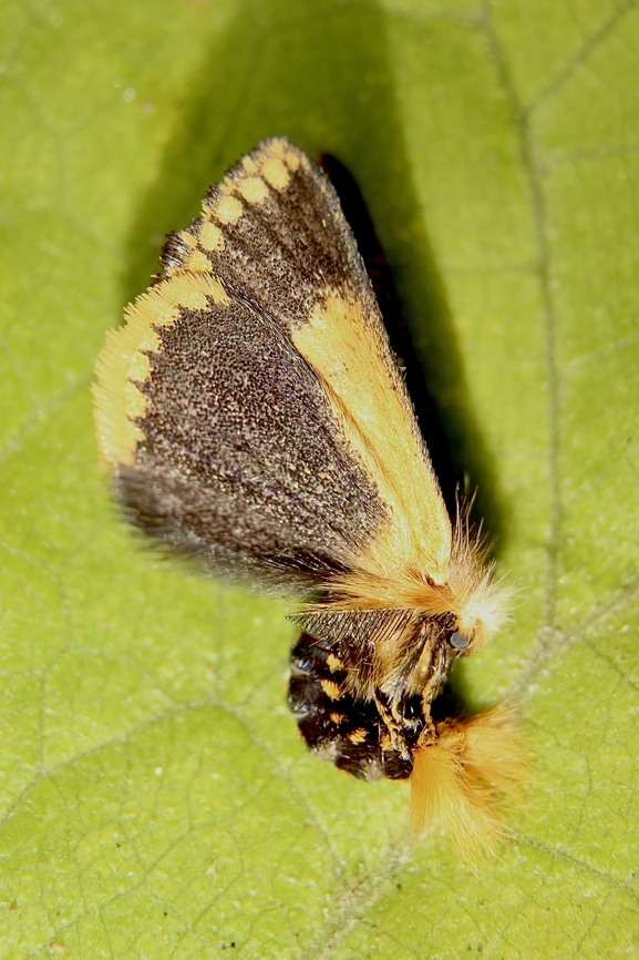 Yellow-spotted epicoma - Epicoma contristis Moth is playing dead. Australia,Eamw moth,Epicoma,Epicoma contristis,Fall,Geotagged
