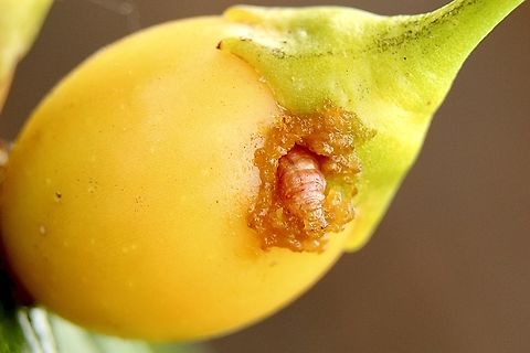 Poroporo Fruit Borer Larvae- Leucinodes cordalis The larvae living in a kangaroo apple fruit deficating . Eamw caterpillars,Eamw moth,Leucinodes cordalis,Leucinodes ew,Poroporo Fruit Borer