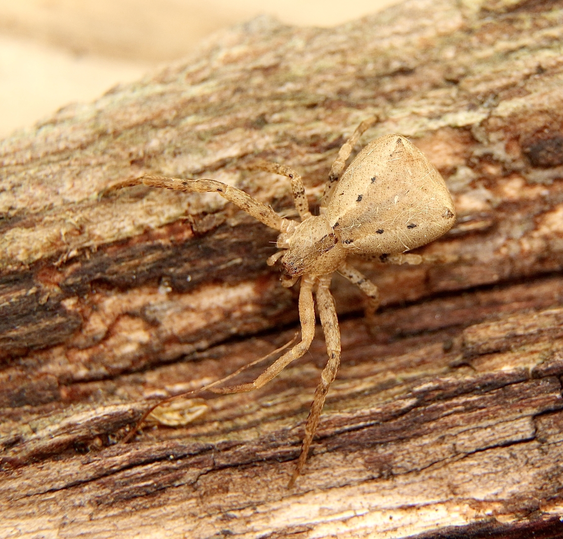 Square-ended crab spider , Genus - Sidymella Possibly Sidymella trapezia .  Australia,Eamw spiders,Fall,Geotagged