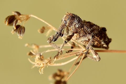Elephant Weevil- Orthorhinus cylindrirostris Australia,Eamw weevils,Elephant Weevil,Fall,Geotagged,Orthorhinus cylindrirostris