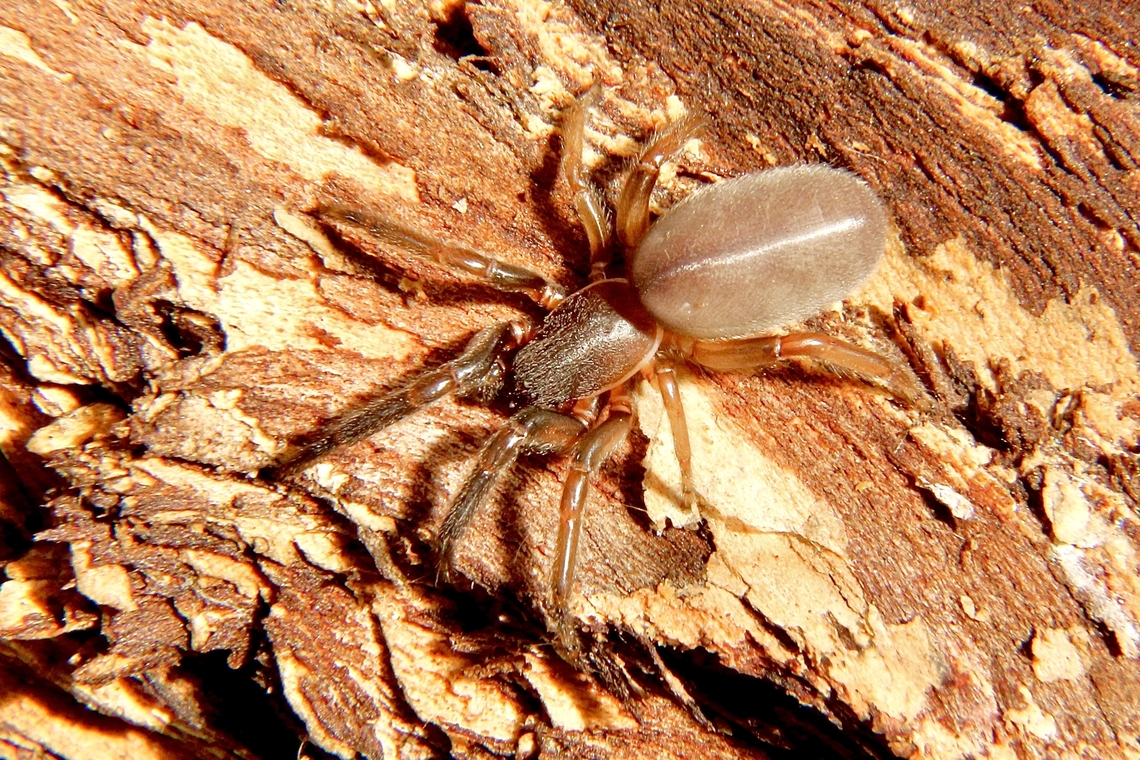 Spider in Genus - Lampona Found under bark of a eucalyptus tree. Body length approximately 12 mm. Australia,Eamw spiders,Fall,Geotagged