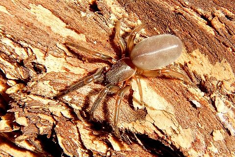 Spider in Genus - Lampona Found under bark of a eucalyptus tree. Body length approximately 12 mm. Australia,Eamw spiders,Fall,Geotagged