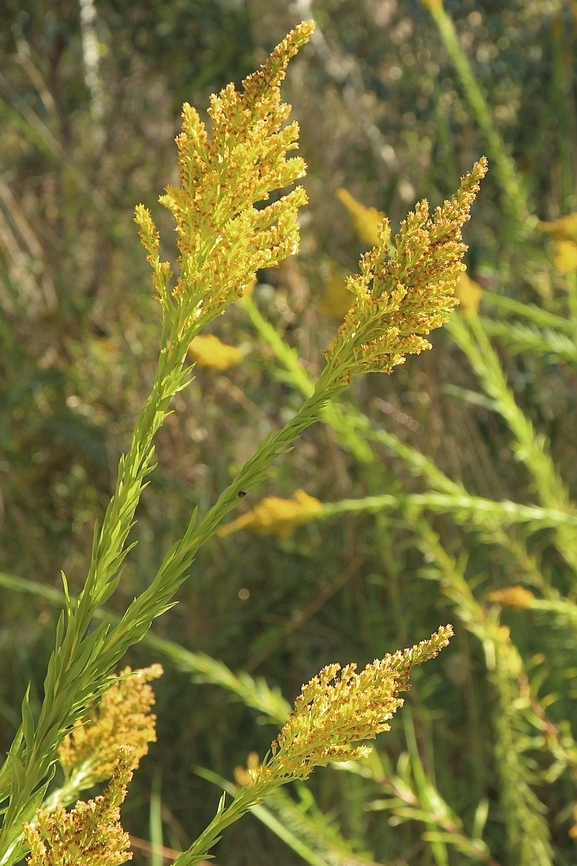 Golden Rod ,Genus - Solidago A garden escape,growing along a riverbank in suburbia.<br />
<br />
Widely naturalised in southern and eastern Australia (i.e. in the coastal districts of Queensland, in some parts of central and northern New South Wales, in south-eastern South Australia, and in the coastal districts of south-western, north-western and southern Western Australia).<br />
Also naturalised on Lord Howe Island and sparingly naturalised in Victoria.<br />
Show less.  <a href="https://weeds.brisbane.qld.gov.au/weeds/golden-rod" rel="nofollow">https://weeds.brisbane.qld.gov.au/weeds/golden-rod</a> Australia,Eamw flora,Fall,Geotagged,Late Goldenrod,Solidago altissima