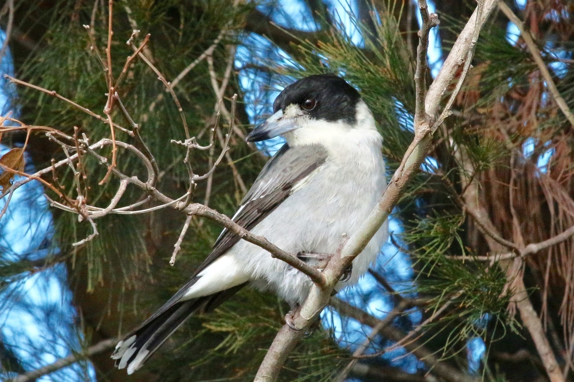 Grey butcherbird-Cracticus torquatus)  Australia,Cracticus torquatus,Eamw birds,Fall,Geotagged,Grey Butcherbird