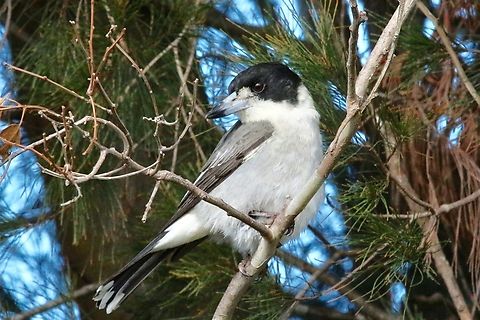 Grey butcherbird-Cracticus torquatus)  Australia,Cracticus torquatus,Eamw birds,Fall,Geotagged,Grey Butcherbird