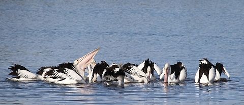 Australian Pelican - Pelecanus conspicillatus Fishing in a group. Australia,Australian Pelican,Eamw birds,Geotagged,Pelecanus conspicillatus,Winter