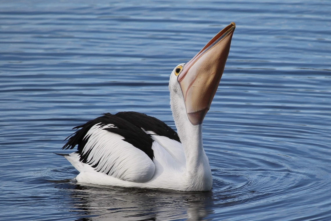Australian Pelican - Pelecanus conspicillatus With a mouthful of fish. Australia,Australian Pelican,Birds Lakes Entrance,Eamw birds,Geotagged,Pelecanus conspicillatus,Winter