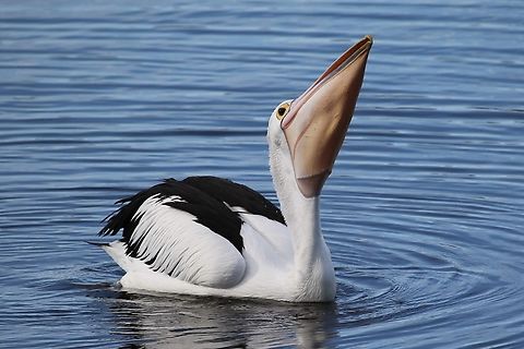 Australian Pelican - Pelecanus conspicillatus With a mouthful of fish. Australia,Australian Pelican,Birds Lakes Entrance,Eamw birds,Geotagged,Pelecanus conspicillatus,Winter