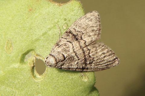 Gum Leaf Skeletonizer - Uraba lugens Alwise find the caterpillars but this is the first time I seen the moth Australia,Eamw moth,Fall,Geotagged,Gum Leaf Skeletonizer,Uraba ew,Uraba lugens
