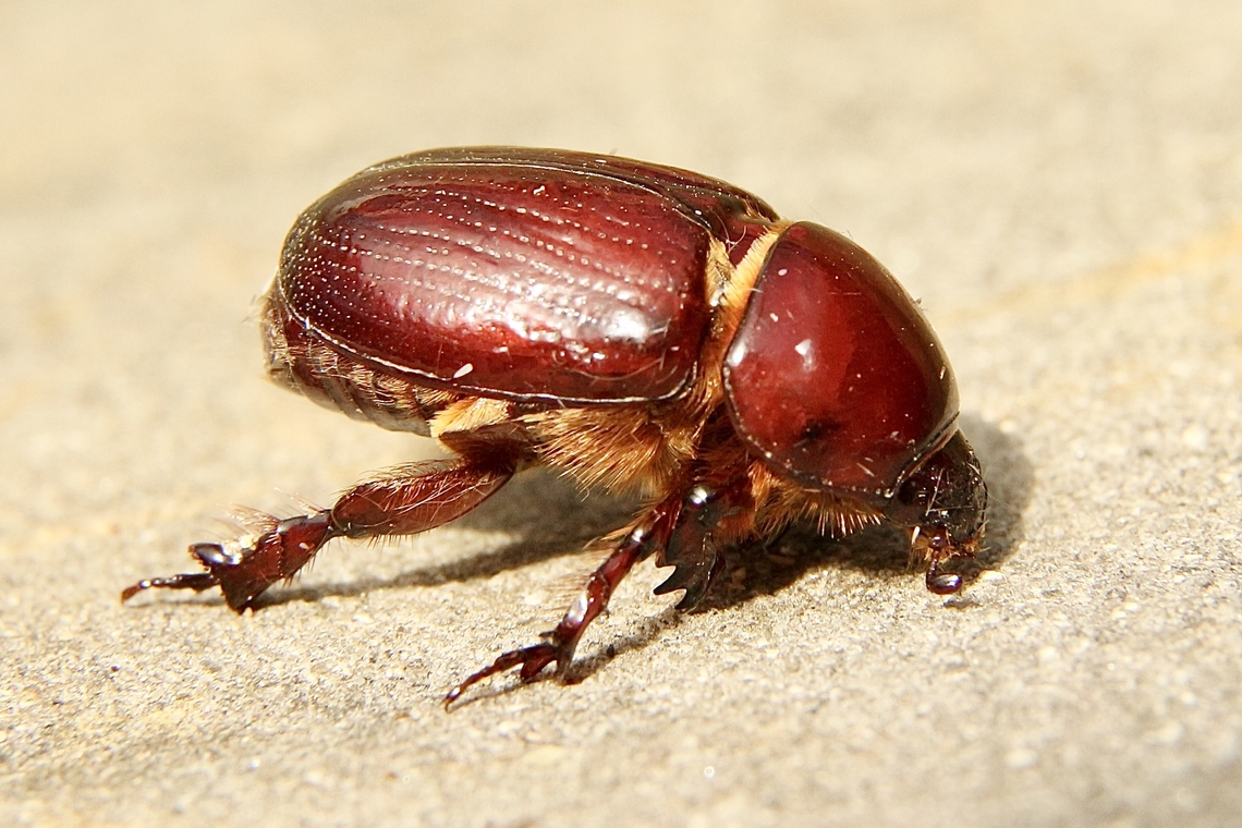 Carrot beetle - Genus Tomarus  Australia,Eamw beetles,Fall,Geotagged,Victor Harbor SA