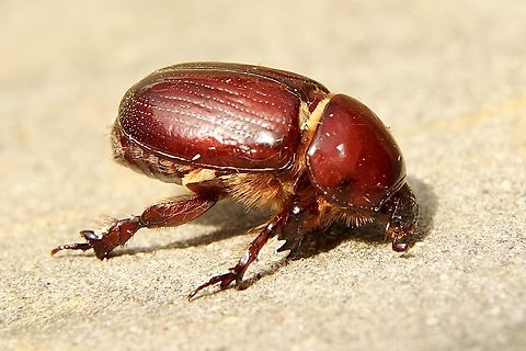 Carrot beetle - Genus Tomarus  Australia,Eamw beetles,Fall,Geotagged,Victor Harbor SA