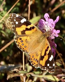 Australian painted lady  - Vanessa kershawi  Australia,Australian painted lady,Eamw butterflies,Fall,Geotagged,Vanessa (Cynthia) kershawi