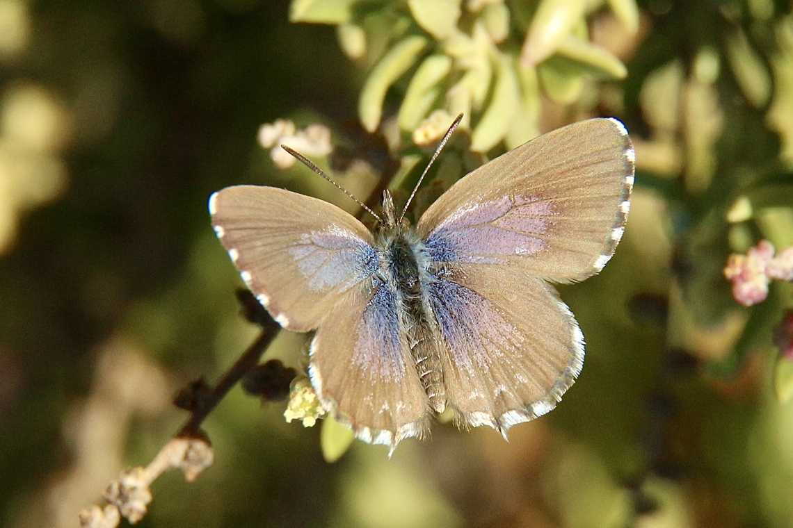 Saltbush blue butterfly - Theclinesthes serpentata  Australia,Eamw butterflies,Fall,Geotagged,Saltbush Blue,Theclinesthes serpentata