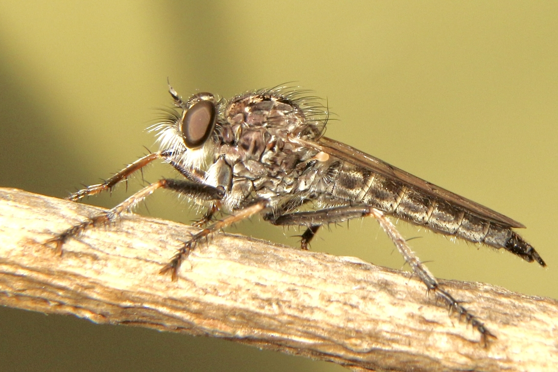 Robber fly - Genus Cerdistus  Australia,Eamw robberflies,Fall,Geotagged