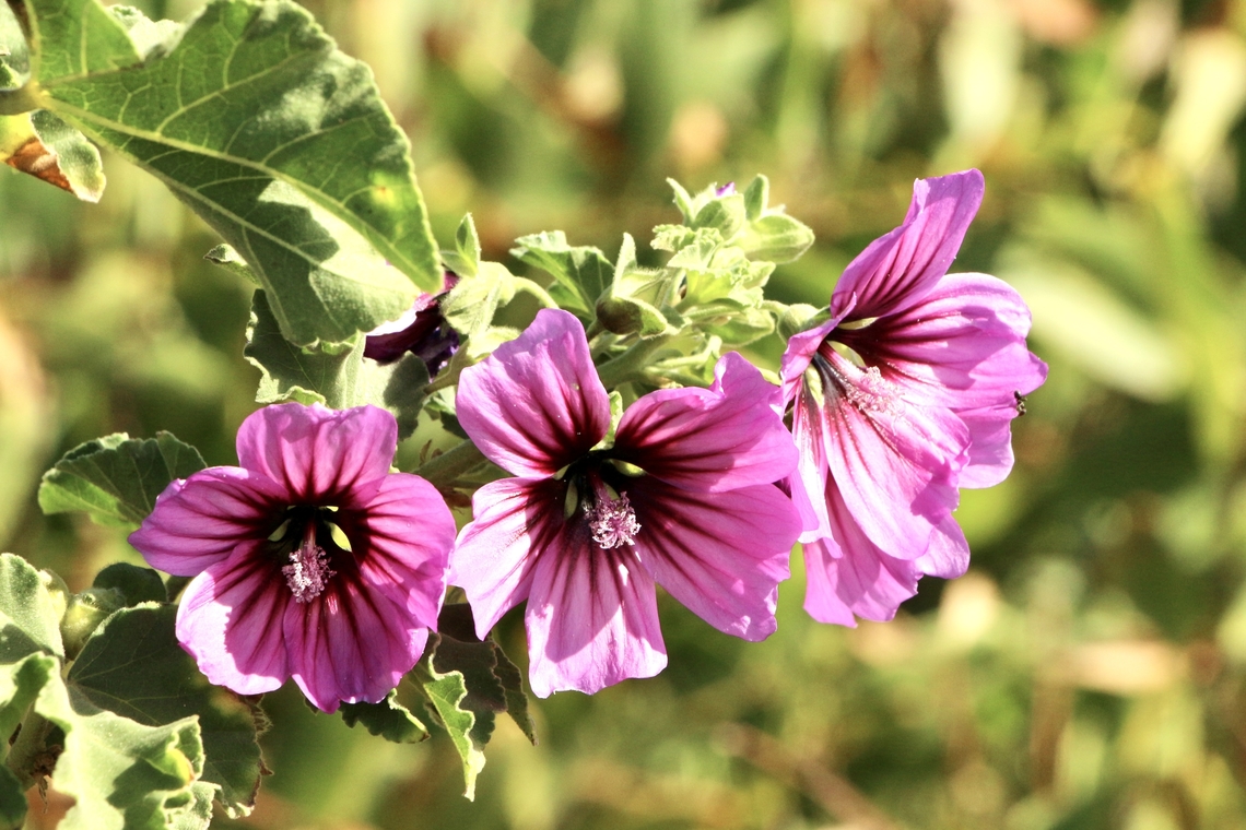 Common mallow - Malva neglecta  Australia,Eamw flora,Fall,Geotagged,Malva neglecta