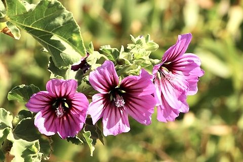 Common mallow - Malva neglecta  Australia,Eamw flora,Fall,Geotagged,Malva neglecta