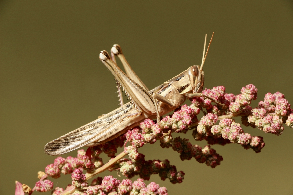 Spur Throated Locust - Austracris guttulosa  Austracris guttulosa,Australia,Eamw grasshoppers,Fall,Geotagged,Spur-throated locust