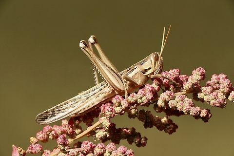 Spur-throated locust