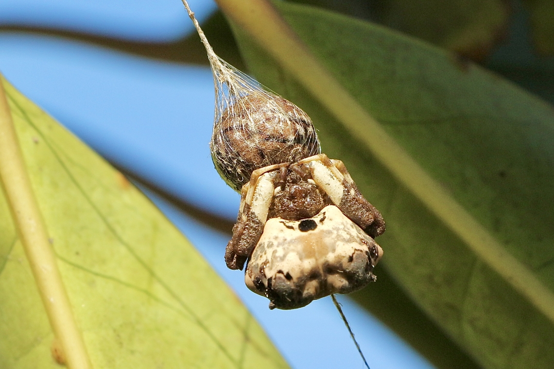 Bird-dropping Spider - Celaenia excavata This female lives in our garden and does not move away at all from her egg sack.<br />
<br />
             <a href="https://bwvp.ecolinc.vic.edu.au/fieldguide/fauna/bird-dropping-spider#details" rel="nofollow">https://bwvp.ecolinc.vic.edu.au/fieldguide/fauna/bird-dropping-spider#details</a>      Feeds at night, using mimicry to capture its prey. It hangs from the edge of a leaf or twig on a short silk thread, with its forelegs stretched out. It releases a chemical scent (pheromone) that mimics the scent released by female moths to attract their mates. If male moths attracted by the spider's mimicking scent flutter close enough they are grabbed by the spider's strong front legs. The egg sacs are marbled brown coloured balls, about 12-14 mm wide, each holding more than 200 eggs. Up to 13 sacs are joined together in a group.  Australia,Celaenia excavata,Eamw spiders,Fall,Geotagged