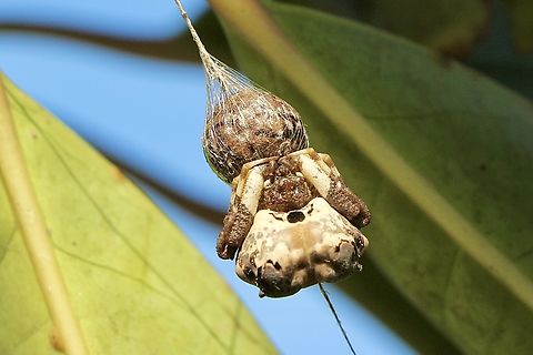 Bird-dropping Spider - Celaenia excavata This female lives in our garden and does not move away at all from her egg sack.

             https://bwvp.ecolinc.vic.edu.au/fieldguide/fauna/bird-dropping-spider#details      Feeds at night, using mimicry to capture its prey. It hangs from the edge of a leaf or twig on a short silk thread, with its forelegs stretched out. It releases a chemical scent (pheromone) that mimics the scent released by female moths to attract their mates. If male moths attracted by the spider's mimicking scent flutter close enough they are grabbed by the spider's strong front legs. The egg sacs are marbled brown coloured balls, about 12-14 mm wide, each holding more than 200 eggs. Up to 13 sacs are joined together in a group.  Australia,Celaenia excavata,Eamw spiders,Fall,Geotagged