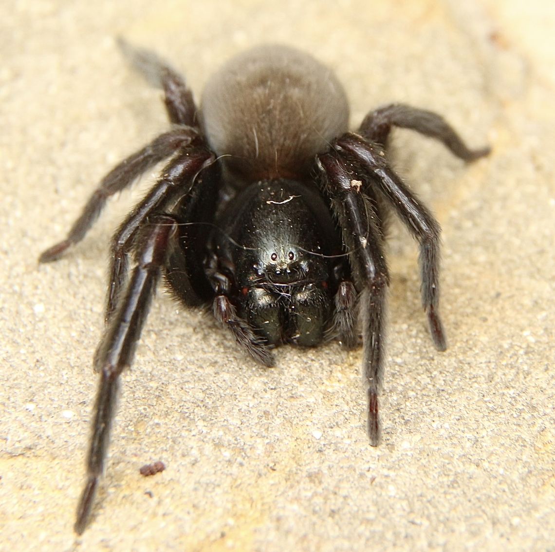 Black house spider - Genus Badumna Found under bark of a eucalyptus tree. Australia,Eamw spiders,Fall,Geotagged