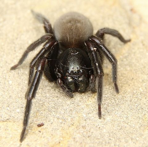Black house spider - Genus Badumna Found under bark of a eucalyptus tree. Australia,Eamw spiders,Fall,Geotagged