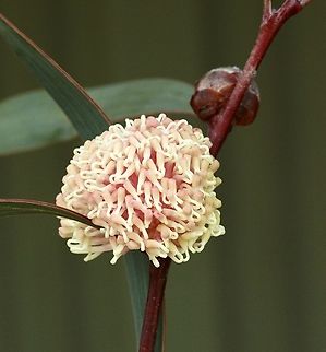 Pincushion Hakea - Hakea laurina Young flower head. Australia,Eamw flora,Fall,Geotagged,Hakea laurina,Pincushion Hakea