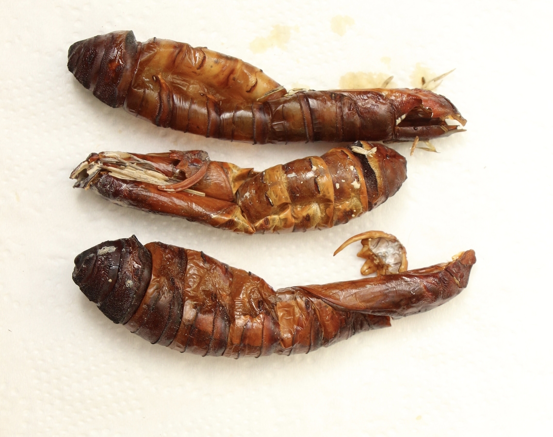 Excuvia possibly from Endoxyla leucomochla <a href="https://ausemade.com.au/flora-fauna/fauna/insects/witchetty-grub/" rel="nofollow">https://ausemade.com.au/flora-fauna/fauna/insects/witchetty-grub/</a><br />
The witchetty grub (also spelt as Witjuti) is the larvae of the cossid moth (Endoxyla leucomochla). The larvae of this large grey moth can grow to 6 cm and longer. The large grub is found mainly in the woody roots of the witchetty bush (Acacia kempeana) where it makes its home. The witchetty bush is an important plant for the Indigenous People of Australia. During a really good season, you can collect up to as many as 50 grubs from the roots of one decent sized bush. Australia,Eamw caterpillars,Eamw moth,Endoxyla ew,Fall,Geotagged