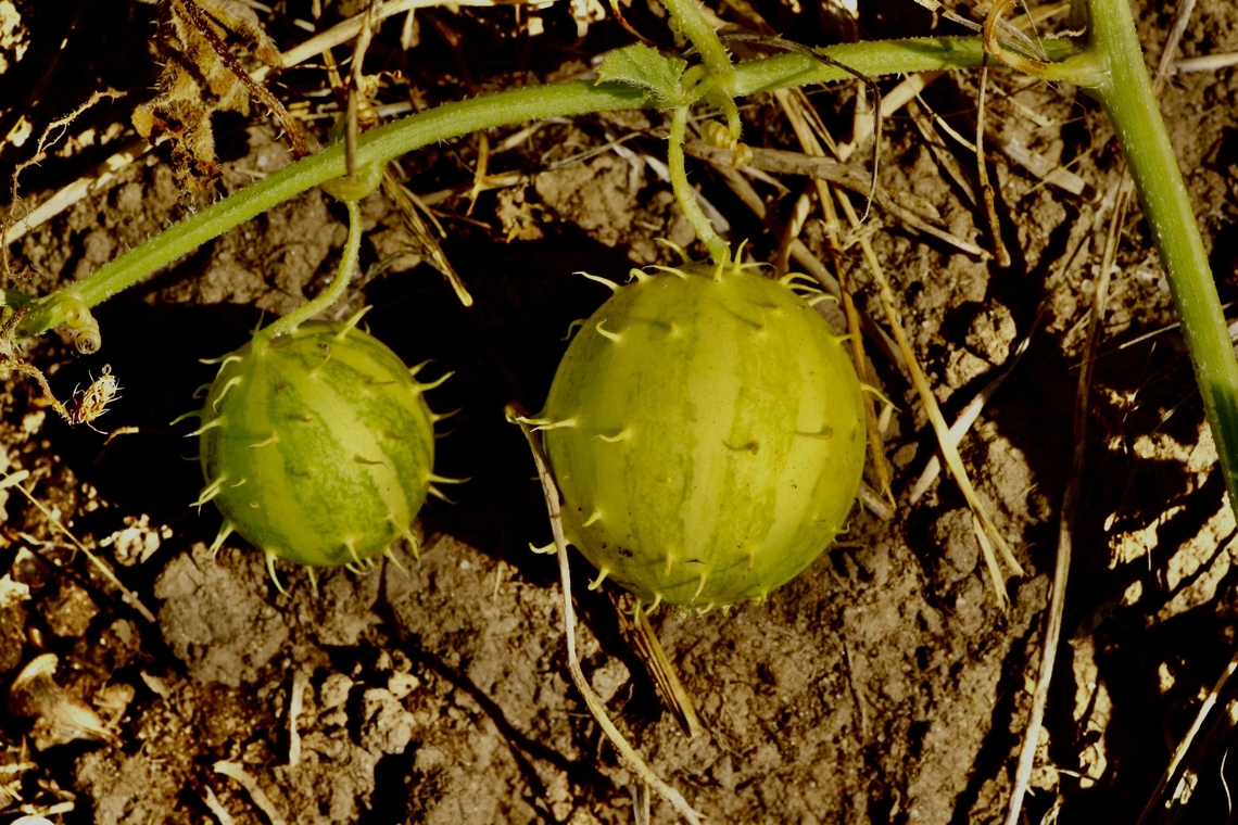 Paddy melon - Cucumis myriocarpus <a href="https://keyserver.lucidcentral.org/weeds/data/media/Html/cucumis_myriocarpus.htm" rel="nofollow">https://keyserver.lucidcentral.org/weeds/data/media/Html/cucumis_myriocarpus.htm</a> Australia,Cucumis myriocarpus,Eamw flora,Fall,Geotagged,Paddy melon